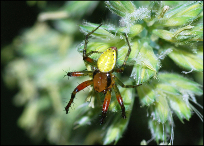 Araniella cucurbitina, maschio